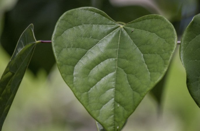 Hjärtblad / Heartleaf