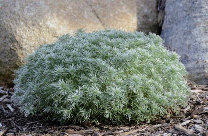 Mugwort Artemisia - SKNLÛX