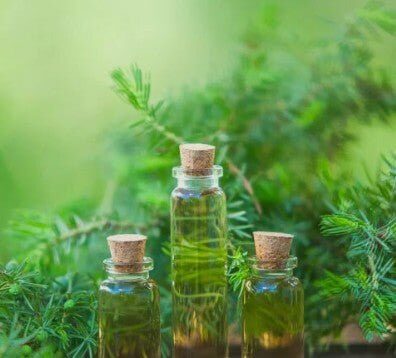 Tea Tree - Tea tree olja – Antibakteriell hudvård mot finnar och akne - SKNLUX