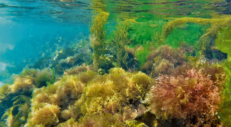 Alger under vattnet, med färgglada havsväxter som exemplifierar naturliga mineraler för hudvård.