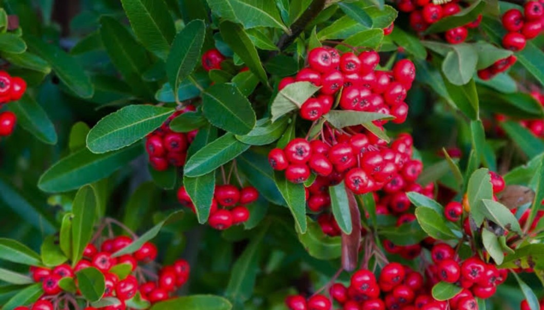 Arbutin bär från björnbärsväxter med röda bär och gröna blad, idealiska för naturlig uppljusning.