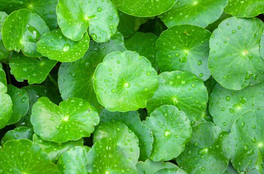 Centella Asiatica blad med droppar av vatten, en lugnande ingrediens för hudvård.