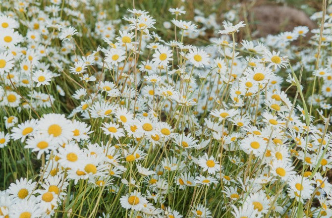 Kamomill blommor i en äng, med vit och gul färg, som används för lugnande hudvård och känslighetsdämpning.