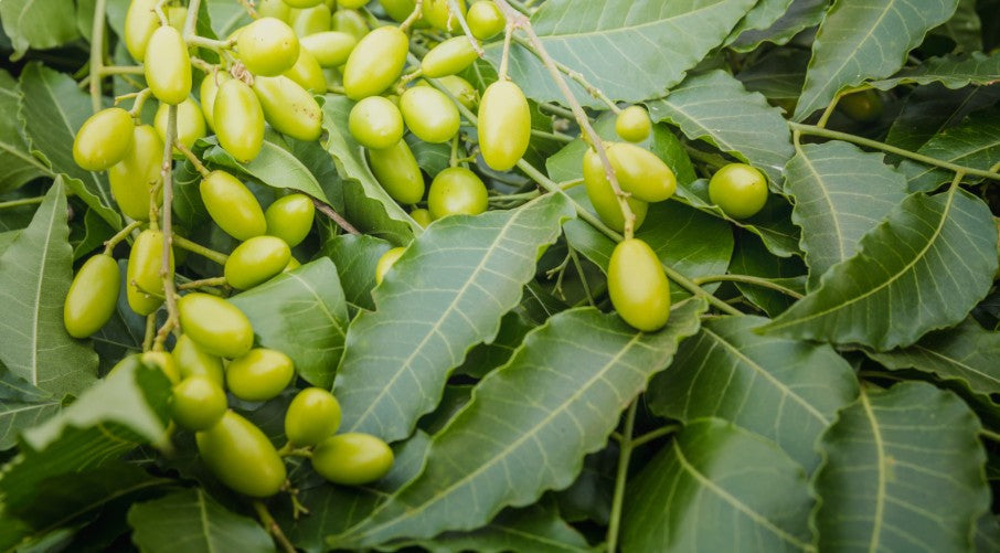 Neemblad och frukter från Azadirachta indica, källan till antibakteriell skönhet och hälsa.