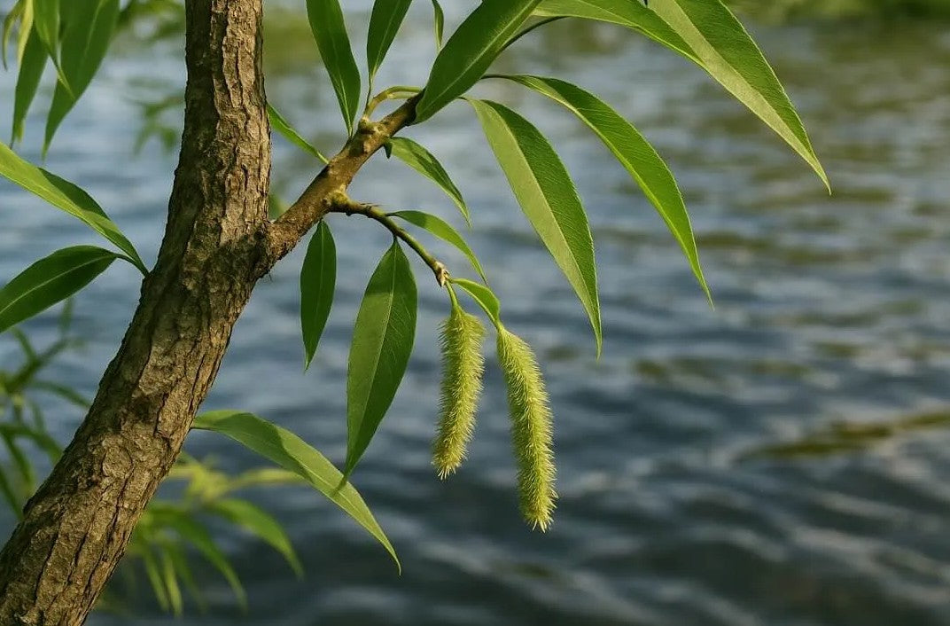 Salicylsyra (BHA-syra)